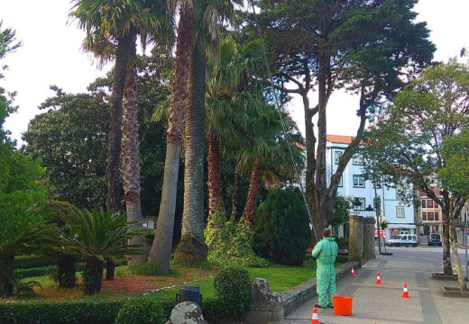 O Concello de Noia aplica un tratamento preventivo do picudo nas palmeiras da Alameda